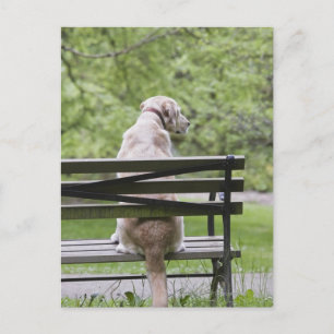 Postal Perro sentado en el banco del parque