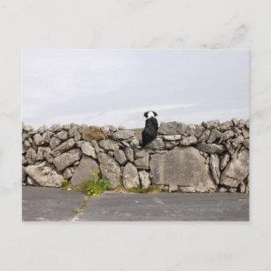 Postal Perro sentado en una pared de piedra tradicional i