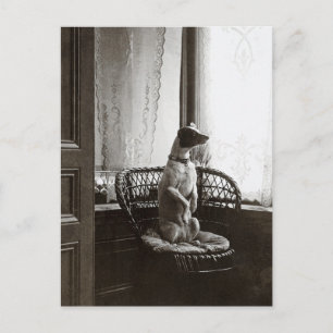Postal Perro Sentado junto a la Ventana Arte Antiguo Repr
