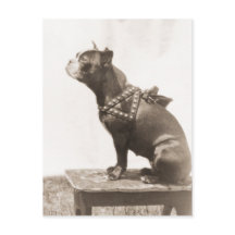 Perro sentado para una imagen