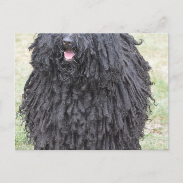 Postal Perro Shaggy Puli (Anverso)