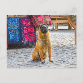 Postal Perro Shar Pei, Ollantaytambo, Perú