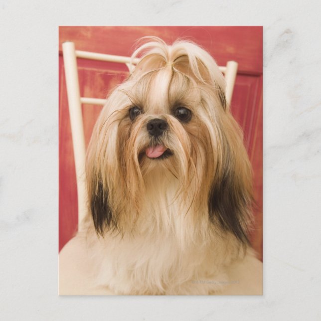 Postal Perro Shih-tzu (Anverso)