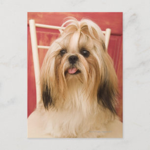 Postal Perro Shih-tzu