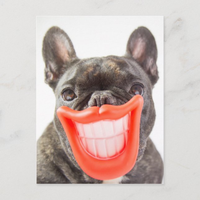 Postal Perro sonriente de las imágenes el | A de Getty (Anverso)