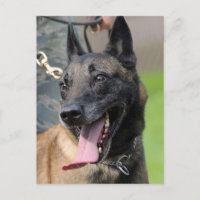 Perro sonriente de Malinois del belga