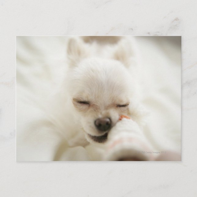 Postal Perro sujetando el juguete en la boca (Anverso)