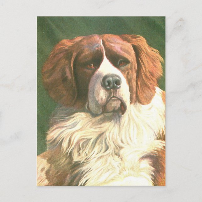 Postal Perro Terranova Antiguo (Anverso)
