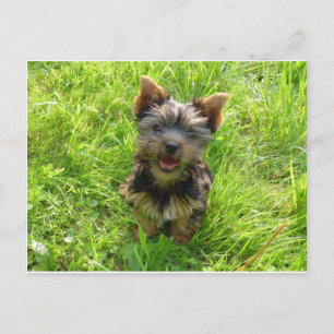 Postal Perro Terrier Adorable