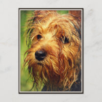 Perro Terrier Adorable con cara húmeda