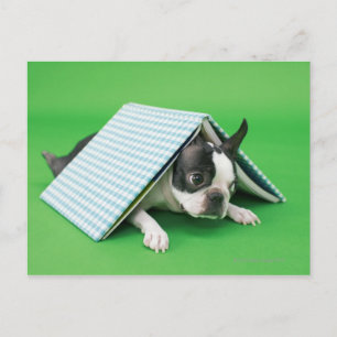 Postal Perro tirado bajo un libro