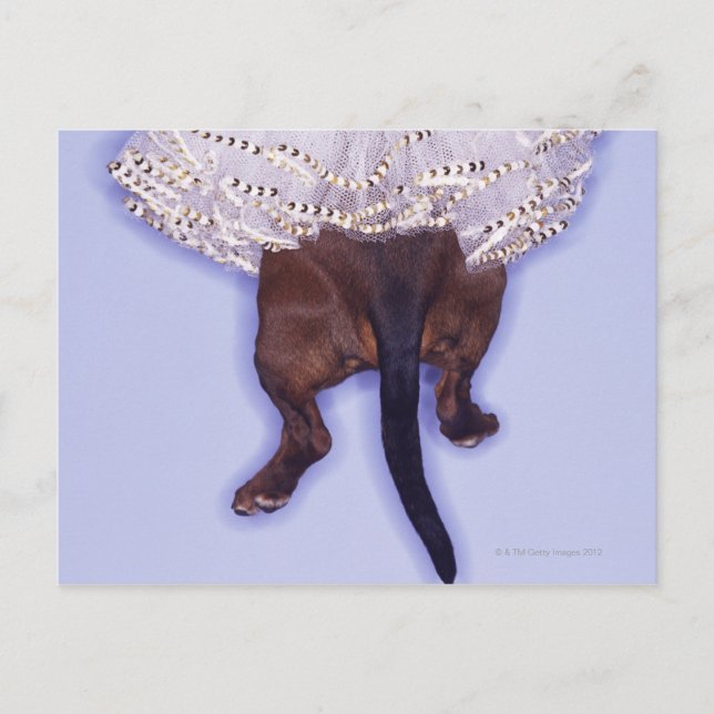 Postal Perro vestido (Anverso)