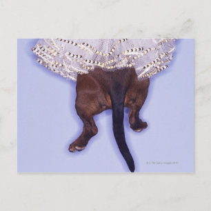 Postal Perro vestido