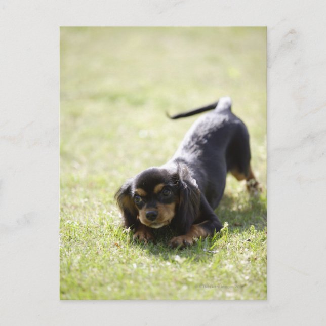 Postal Perro vienés (negro) (Anverso)