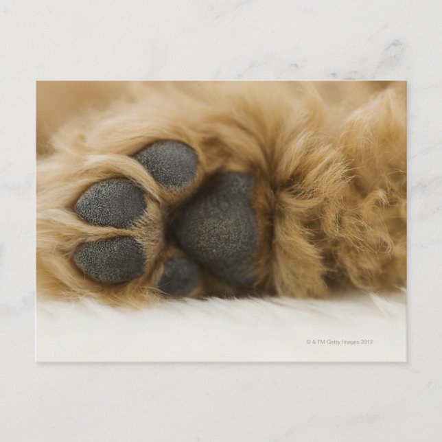 Postal Perro, vista de la pierna (Anverso)