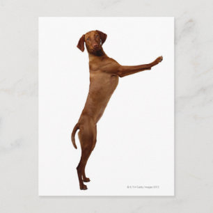 Postal Perro Vizsla