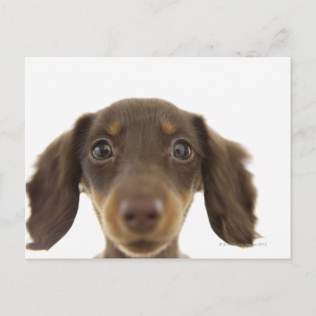 Postal Perro Wiener (marrón) 2 (Anverso)