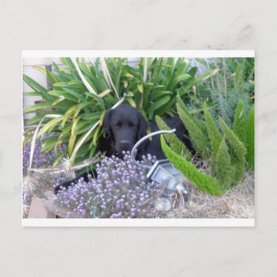 Postal Perro y flores de Terranova 156