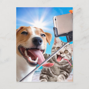 Postal Perro y gato fotografiaron selfie por teléfono