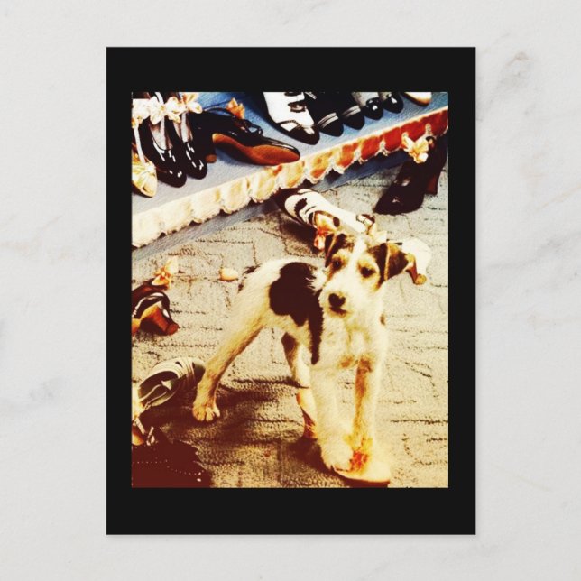 Postal Perro y zapatos (Anverso)