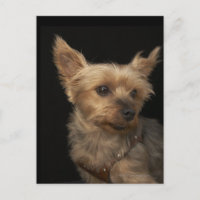 Perro Yorkie de pelo corto mirando a la derecha