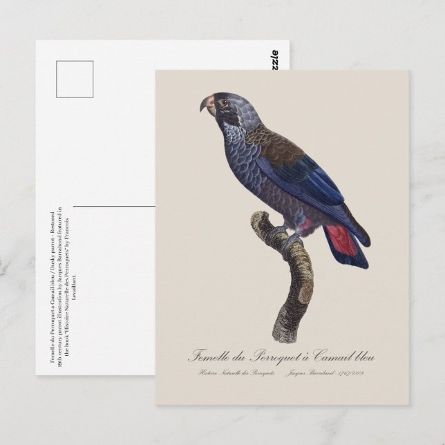 Postal Perroquet a un loro de Camail bleu / Dusky (Anverso / Reverso)