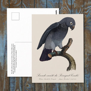 Postal Perroquet Cendre / Loro gris tineño africano