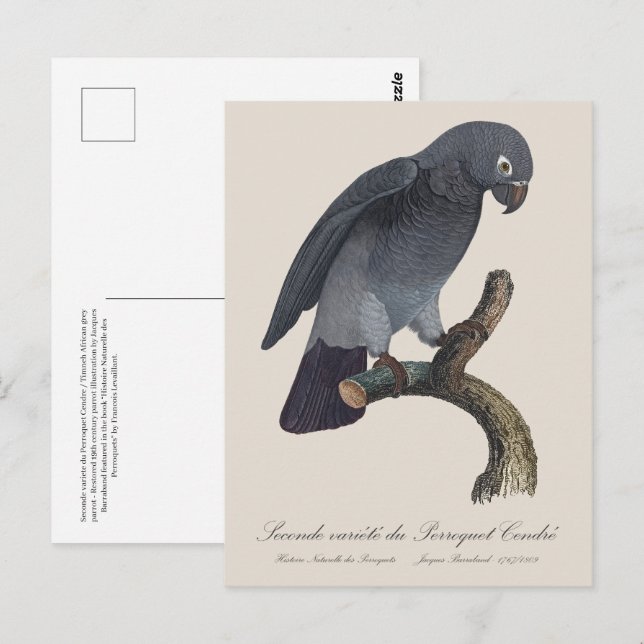 Postal Perroquet Cendre / Loro gris tineño africano (Anverso / Reverso)