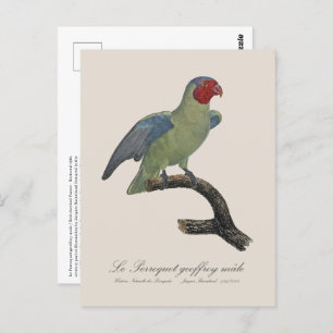 Postal Perroquet geoffroy macho / Loro con mejillas rojas