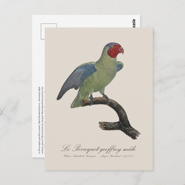 Postal Perroquet geoffroy macho / Loro con mejillas rojas (Anverso / Reverso)