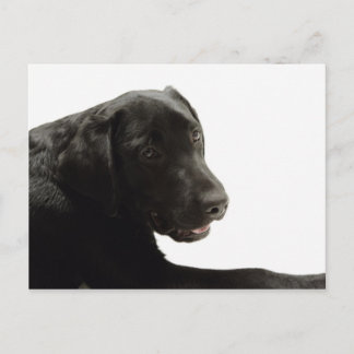 Postal Perros