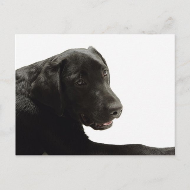 Postal Perros (Anverso)