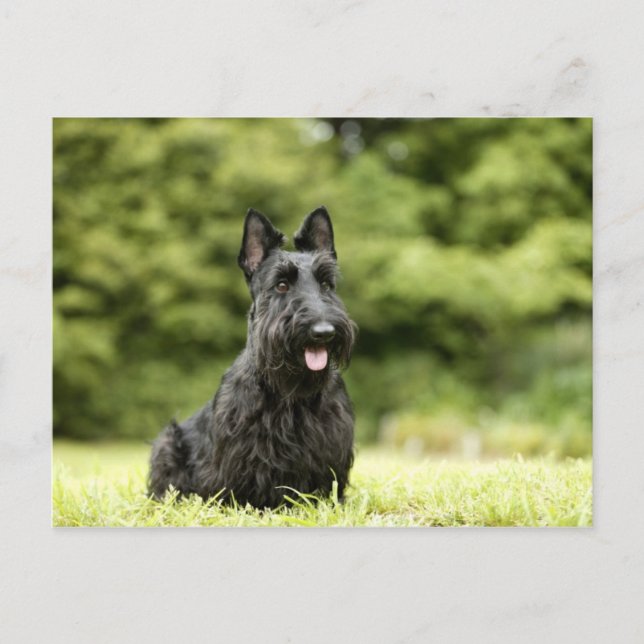 Postal Perros (Anverso)