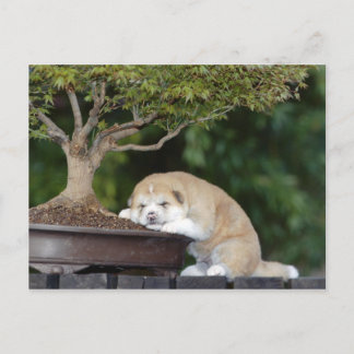 Postal Perros