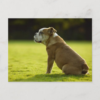 Postal Perros