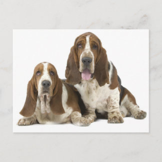 Postal Perros