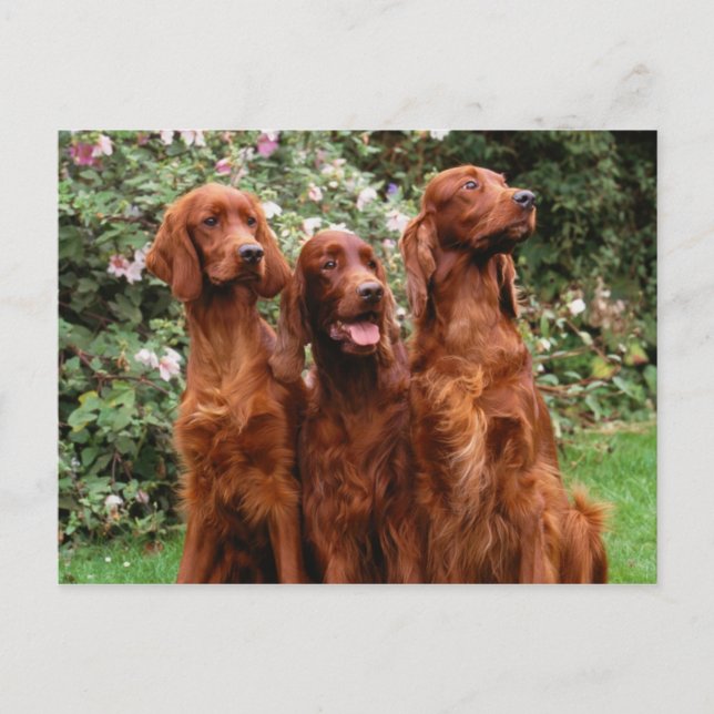 Postal Perros (Anverso)