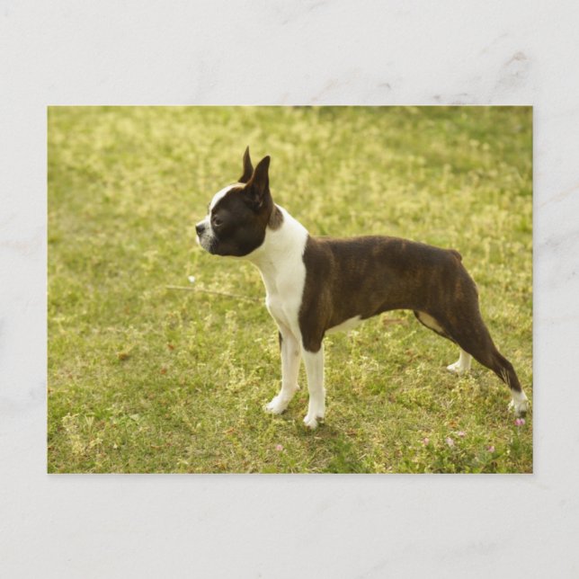 Postal Perros (Anverso)