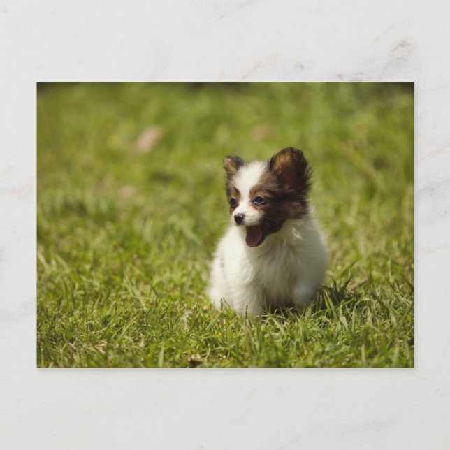 Postal Perros (Anverso)