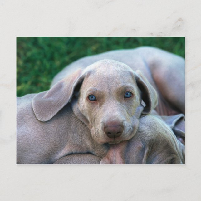 Postal Perros (Anverso)