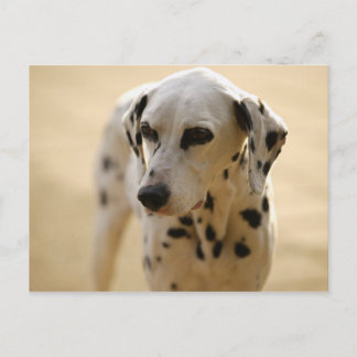 Postal Perros