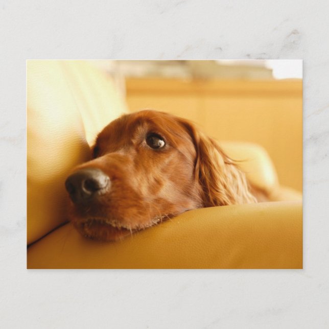 Postal Perros (Anverso)