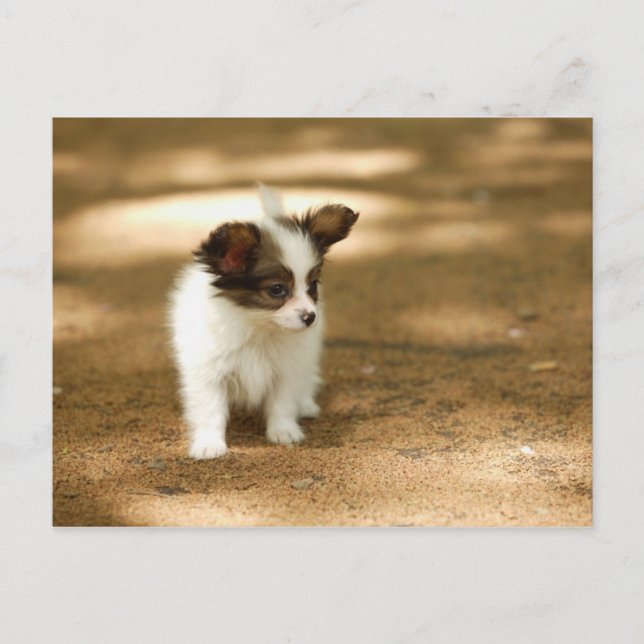 Postal Perros (Anverso)