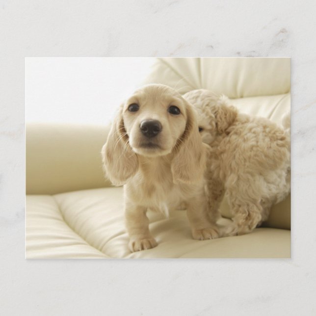 Postal Perros (Anverso)