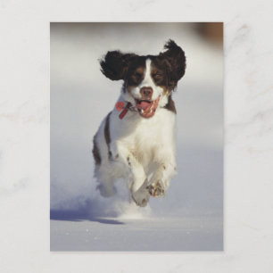 Postal Perros - 1