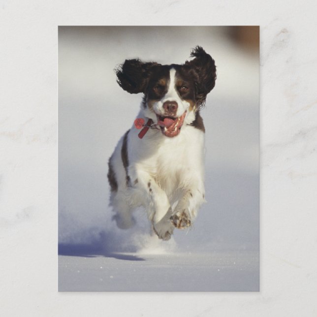Postal Perros - 1 (Anverso)