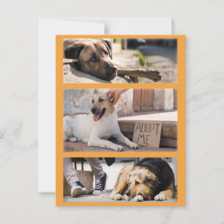 Postal Perros abandonados esperando la adopción del poscr