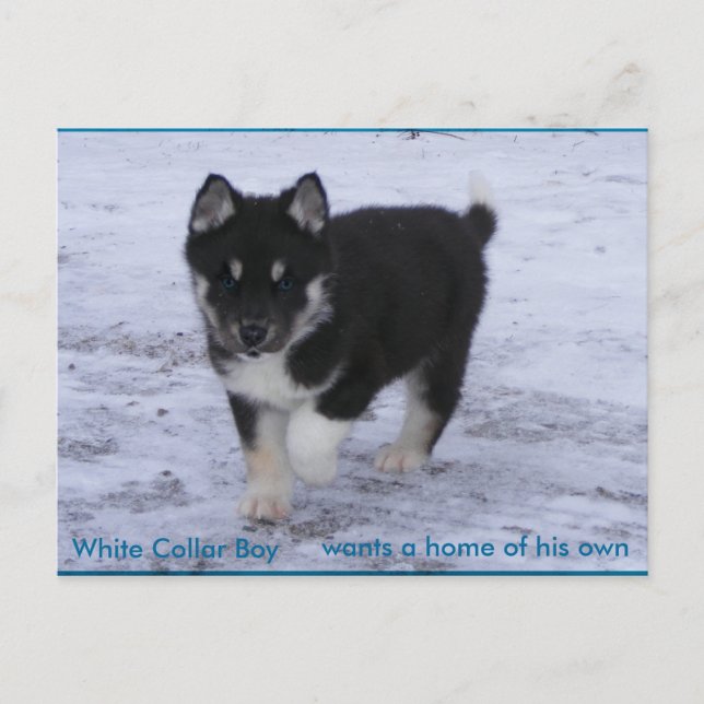 Postal Perros adoptados (Anverso)