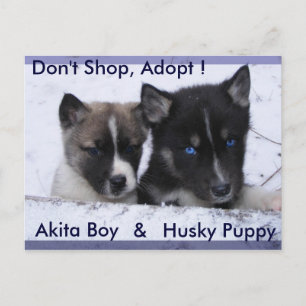 Postal Perros adoptados