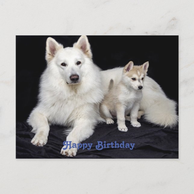 Postal Perros adorables de bienvenida de cumpleaños (Anverso)